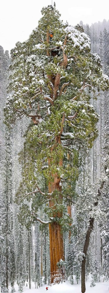 sequoia gigante xamanismo