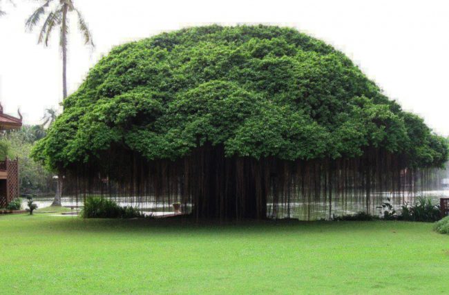 Conheça o poder espiritual de uma árvore segundo a tradição Xamânica